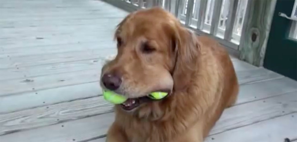 Hond met tennisballen - © YouTube