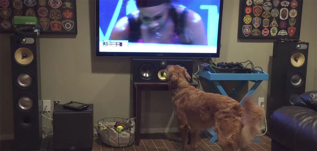 Hond kijkt tennis - © Bearaids (YouTube)